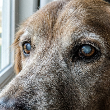 Senior dog with cloudy aging eyes — what age-related cloudiness looks like