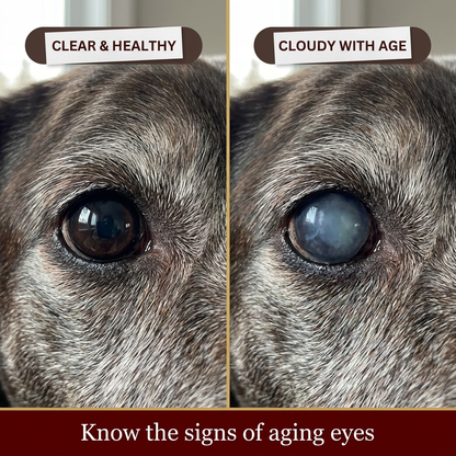 Clear vs cloudy senior dog eyes — know the signs of aging eyes