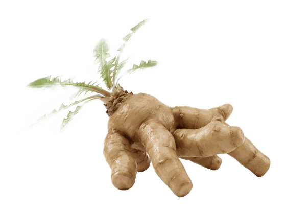 Dandelion root